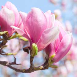 magnolienrinde