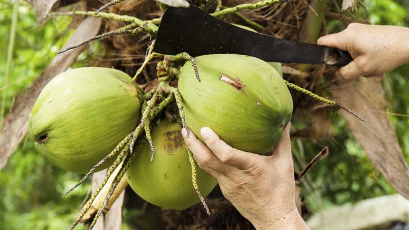 kokosnuss-gesund