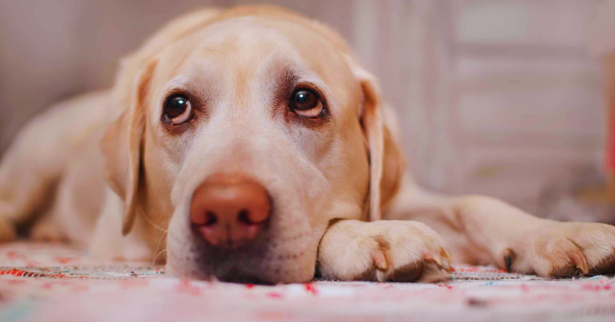 Welche Nebenwirkungen hat Melatonin für Hunde